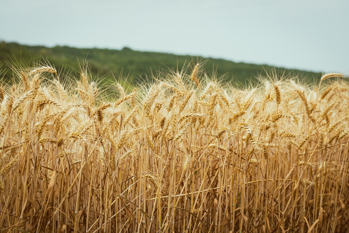The Agricultural Trap: Why Your Career Might Be History's Biggest Fraud
